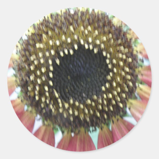 Adesivo Vinhetas de girassol cor-de-rosa bonito (Frente)