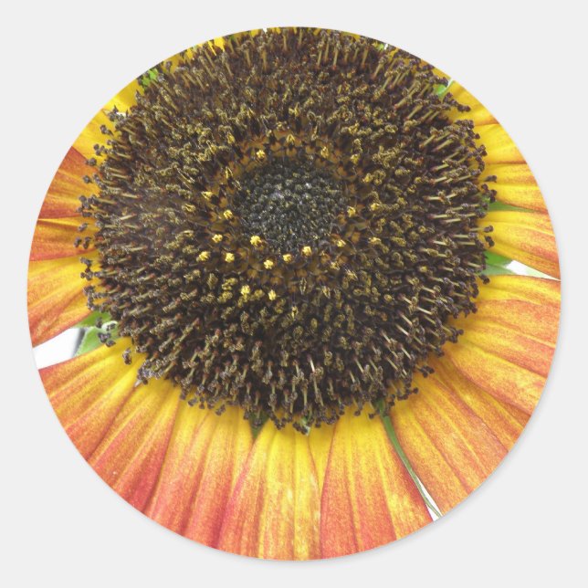 Adesivo Vinhetas de girassol laranja (Frente)