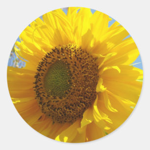 Adesivo Vinhetas de girassol Vedantes de Sol Amarelo