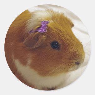 Adesivo Vinhetas de porco da Guiné