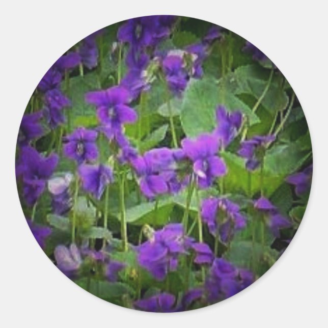 Adesivo Vinhetas de proteção contra violetas de madeira (Frente)