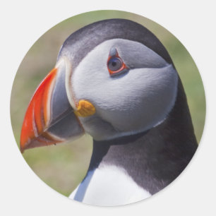 Adesivo Vinhetas de Retrato Puffin