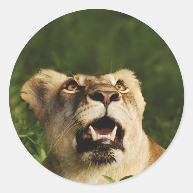 Adesivo Vinhetas de safari de vida selvagem de leões (Frente)