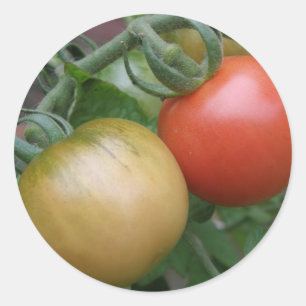 Adesivo Vinhetas de tomate laranja e vermelha