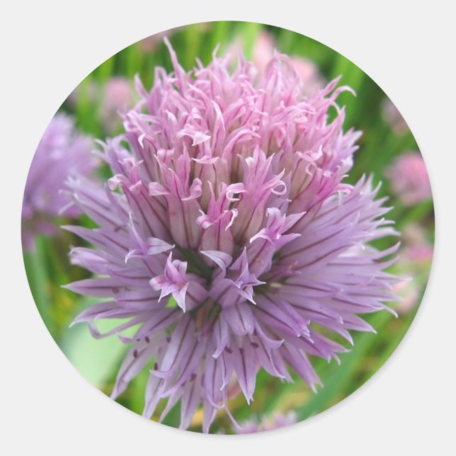 Adesivo Vinhetas de urticária brilhantes (Frente)