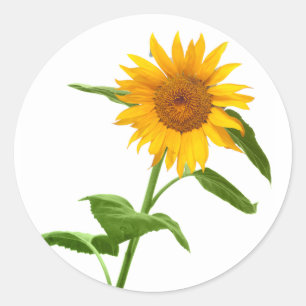 Adesivo Vinhetas Florais Amarelas