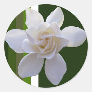 Adesivo Vinhetas - Gardenia nas faixas