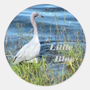 Adesivo Vinhetas, Pequeno Azul