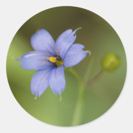 Adesivo Vinhetas-redondas de flor selvagem de resinosas az