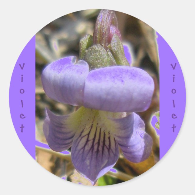 Adesivo Vinhetas Violetas #1 (Frente)