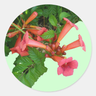 Adesivo Vinho Vermelho