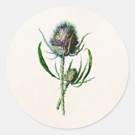 Adesivo Vintage 1902 Old Scottish Thistle Wild Flower