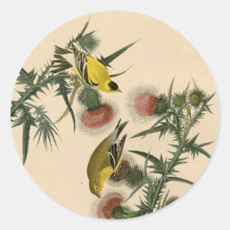 Adesivo Vintage Audubon American Goldfinch Pird