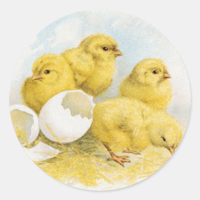 Adesivo Vintage Baby Chickens (Frente)