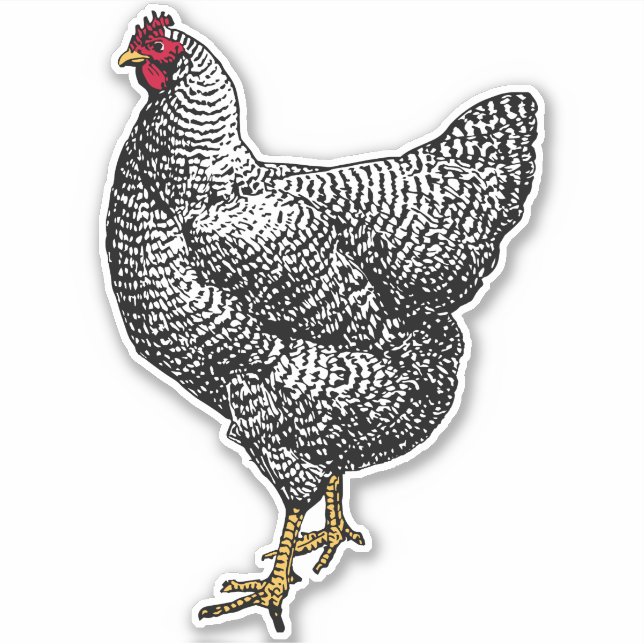 Adesivo Vintage Barred Rock Plymouth Chicken (Frente)