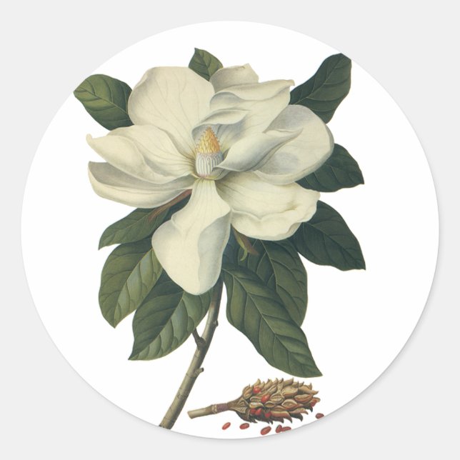 Adesivo Vintage Blooming White Magnolia Blossom Flores (Frente)