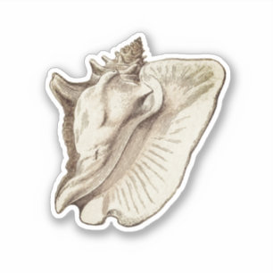 Adesivo vintage conch sepia classic round sticker