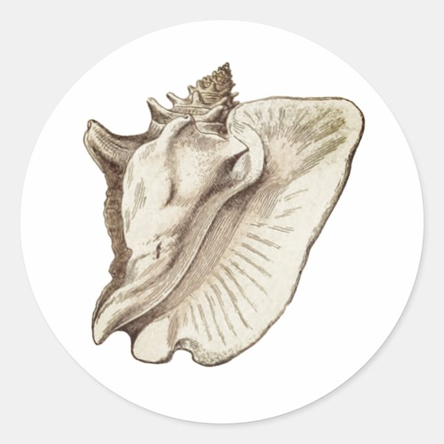 Adesivo vintage conch sepia classic round sticker (Frente)