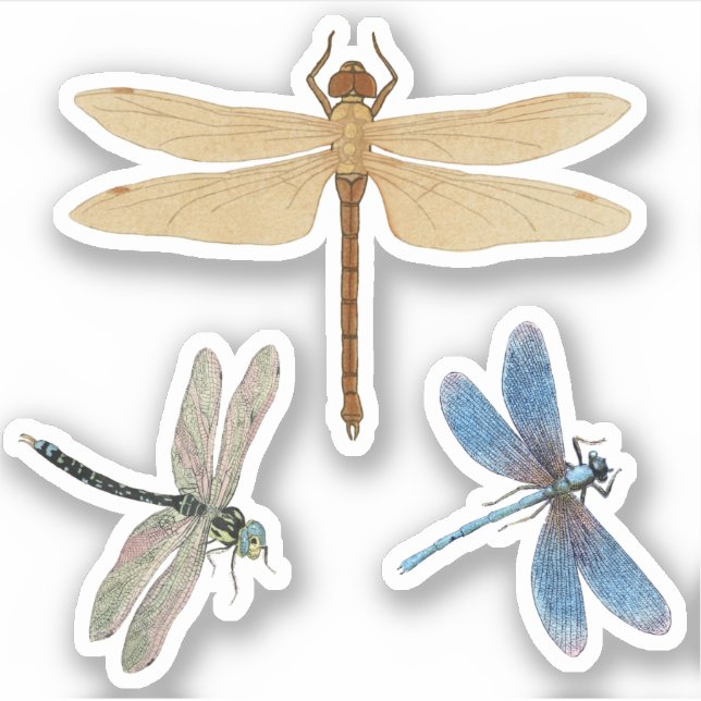 Adesivo Vintage Dragonflies (Frente)