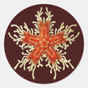Adesivo Vintage Ernst Haeckel
