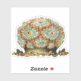 Adesivo Vintage Ernst Haeckel Vida Marinha Laranja Esverde