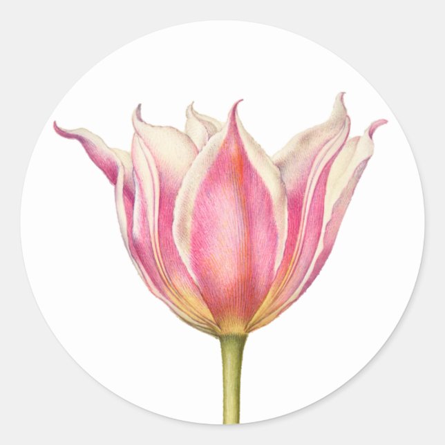 Adesivo Vintage Flor Tulip Round Stickers (Frente)