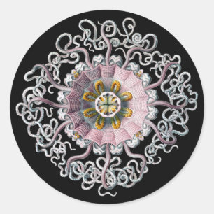 Adesivo Vintage Haeckel Personalizável