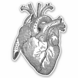 Adesivo Vintage Human Anatomy Heart