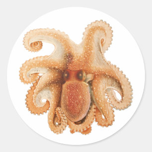 Adesivo Vintage Octopus Salutii, Animais Aquáticos Marinho