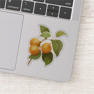 Adesivo Vintage Orange Apricots Desenho De Aquarela