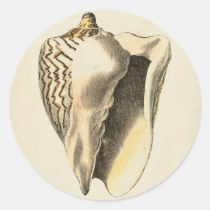 Adesivo Vintage Sepia Conch Shell