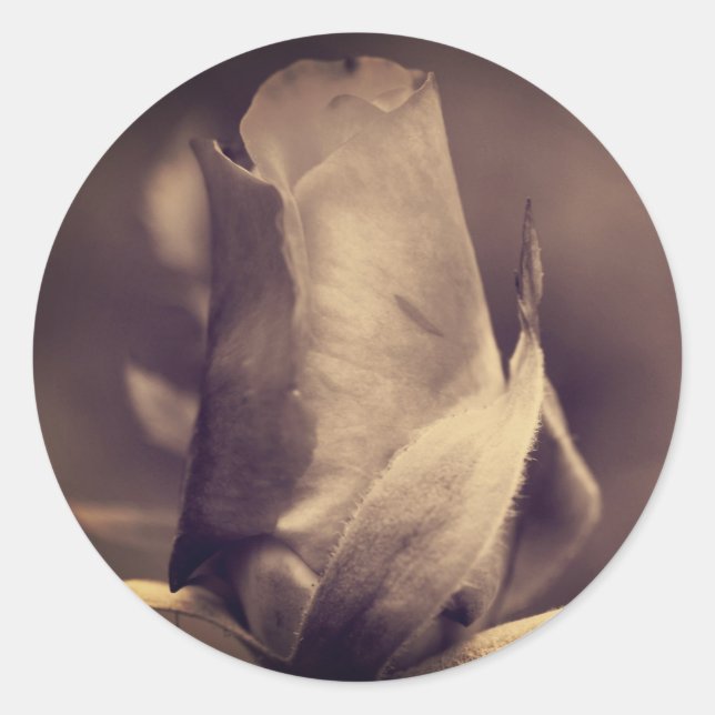 Adesivo Vintage Sepia Rosebud Flower (Frente)