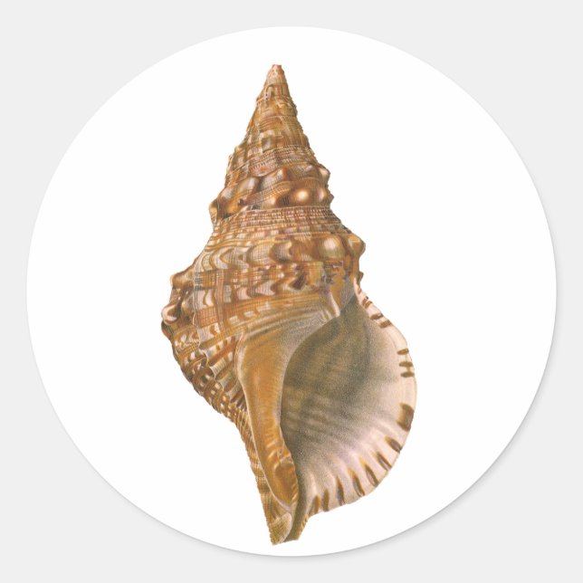 Adesivo Vintage Triton Seashell Shell, Marine Ocean Animal (Frente)