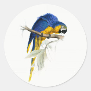 Adesivo "Vintagem da Macaw Azul e Amarela