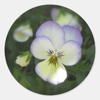 Adesivo Viola Pansy ~ Lavanda Cream