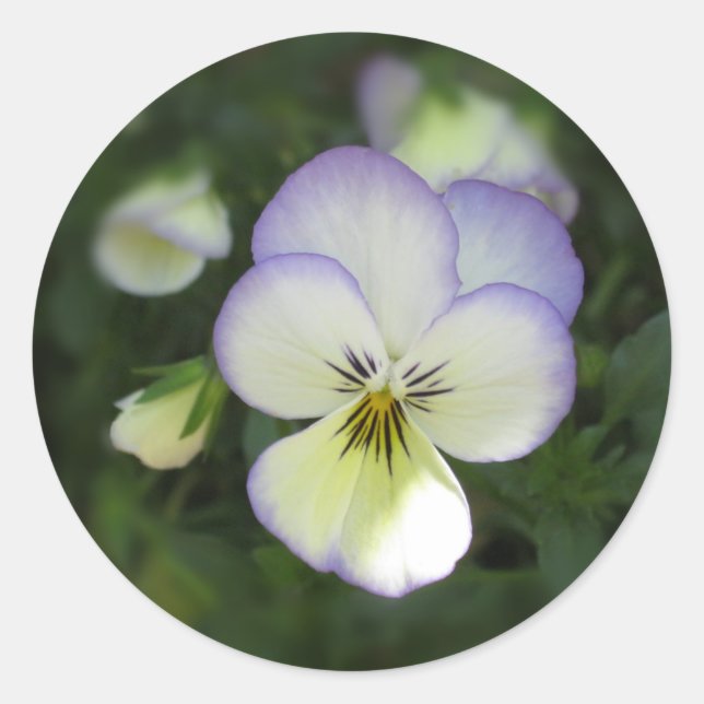 Adesivo Viola Pansy ~ Lavanda Cream (Frente)