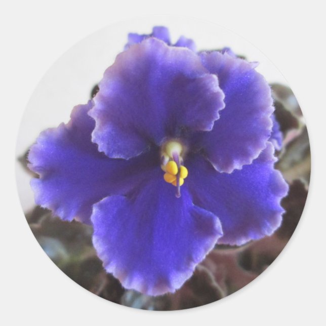Adesivo Violet Blooming Africano (Frente)