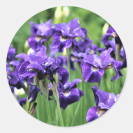 Adesivo Violet Blue Siberian Iris, Irmão de Ceasar