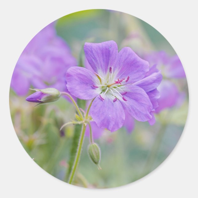 Adesivo Violet Geranium Wildflower Dreamy Photo (Frente)