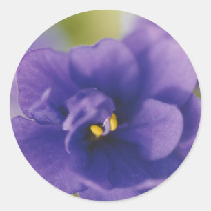 Adesivo Violeta Africana Saintpaulia