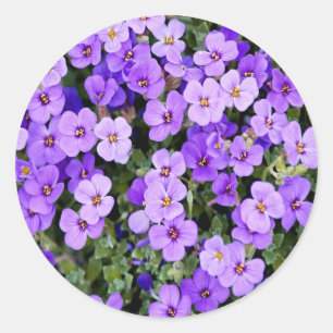 Adesivo Violetas