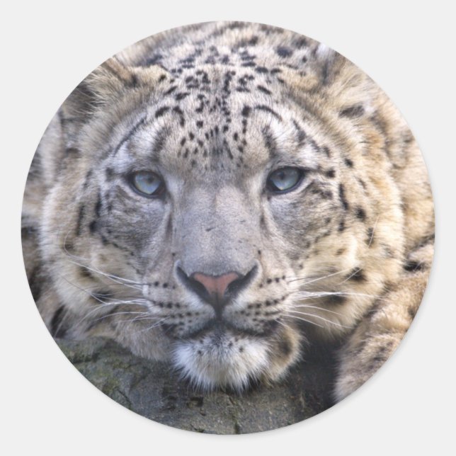 Adesivo Vishnu Snow Leopard Sticker (Frente)