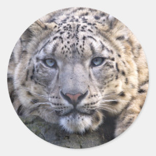 Adesivo Vishnu Snow Leopard Sticker