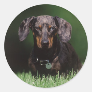Adesivo Vista de Dachshund de cor malhada