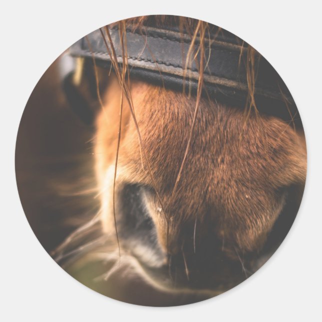 Adesivo Vista de um Nariz de Cavalo Marrom (Frente)