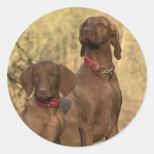 Adesivo Vizsla Hound Dogs - Caçadores -