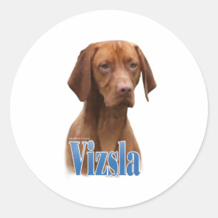 Adesivo Vizsla; Vizsla Dog Breed; Vizsla dog; Vizsla Breed