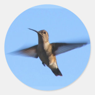 Adesivo vôo do colibri 3aJ em um céu azul