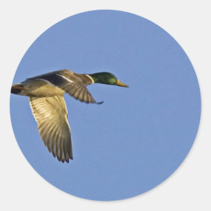 Adesivo Vôo do pato selvagem