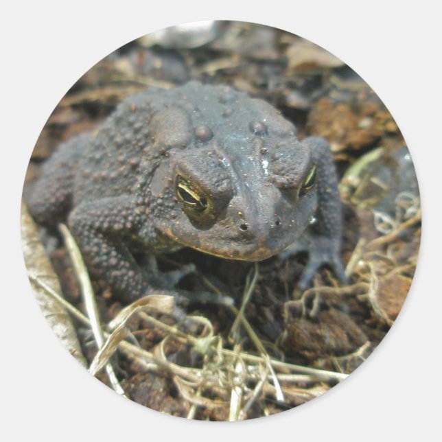 Adesivo Vovô Toad Sticker (Frente)